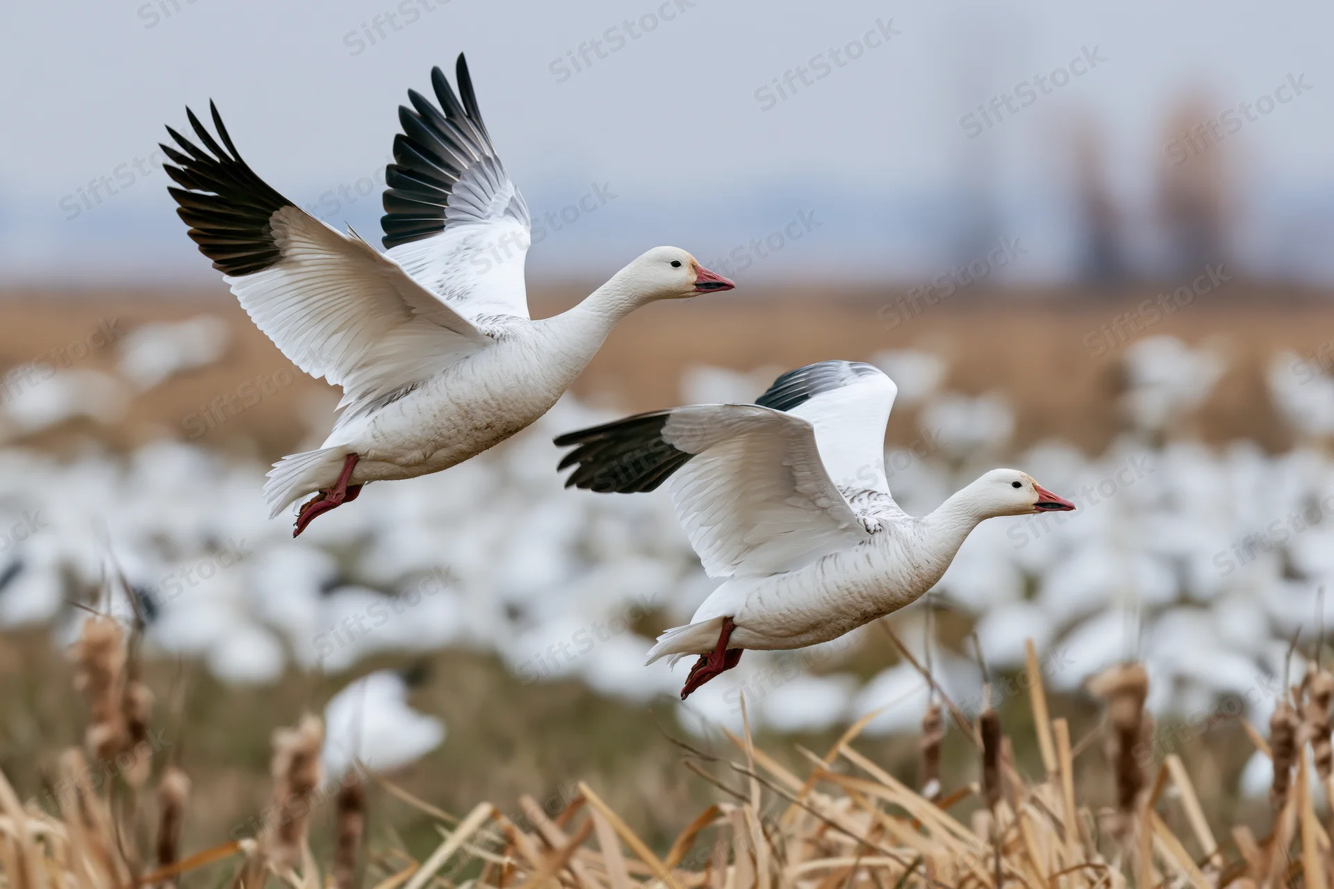 Two snow geese in mid-flight with wings spread over a grassy field