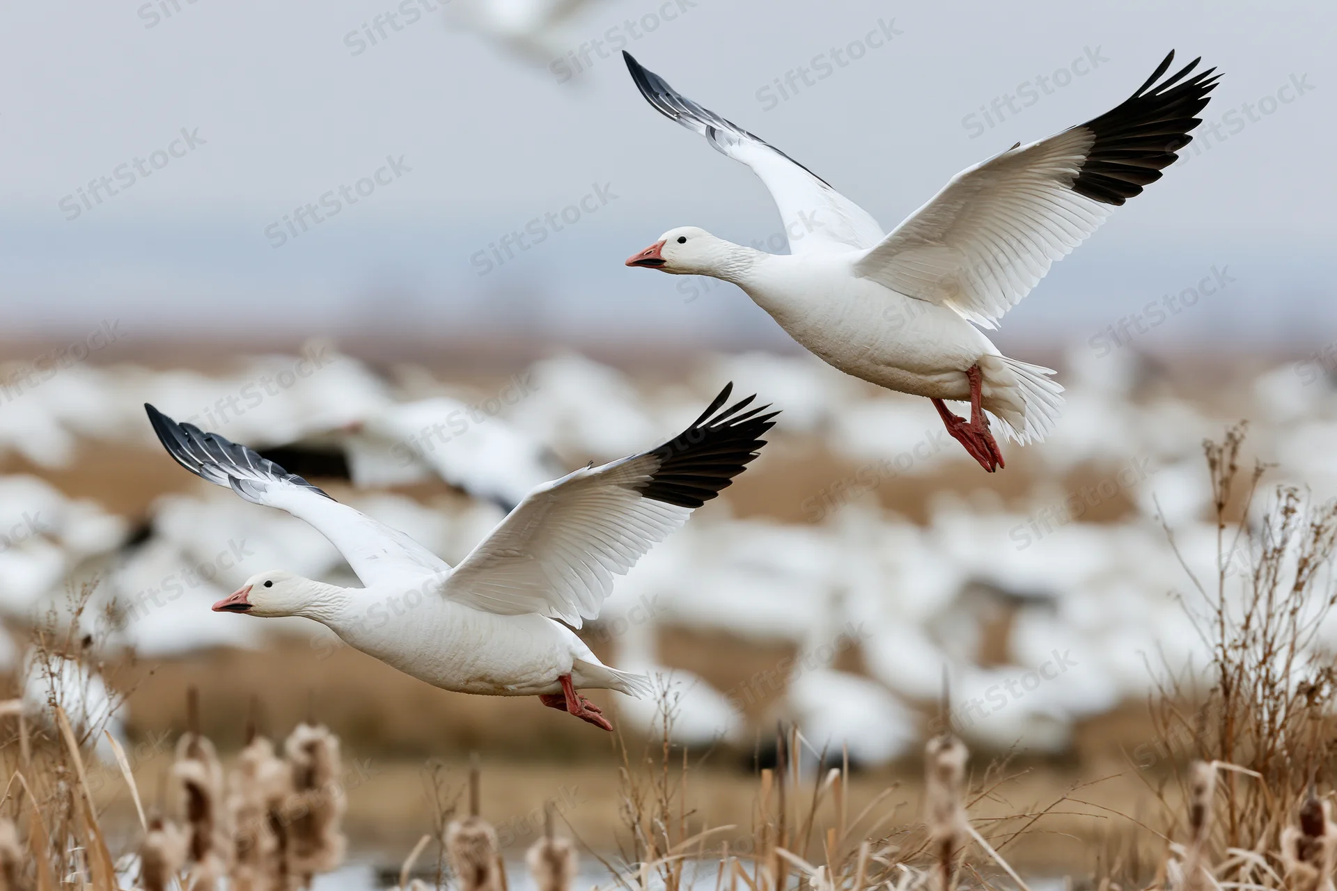 Two snow geese in mid-flight with wings spread over a marshy wetland