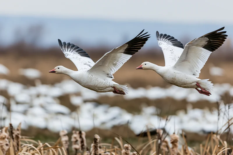 Two snow geese in mid-flight with wings fully spread over a snowy field