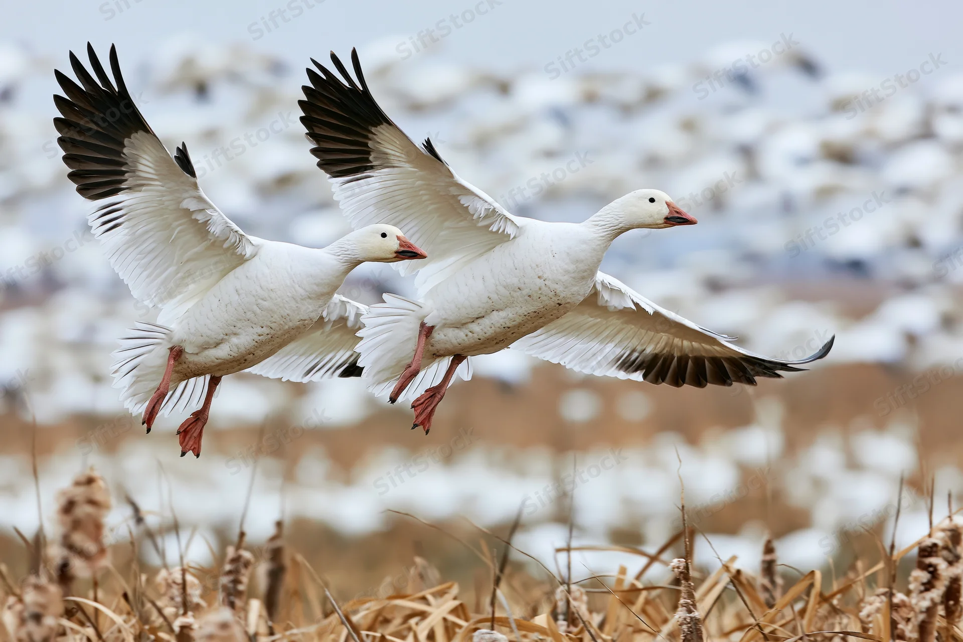 Two snow geese in mid-flight with wings fully spread over a snowy field