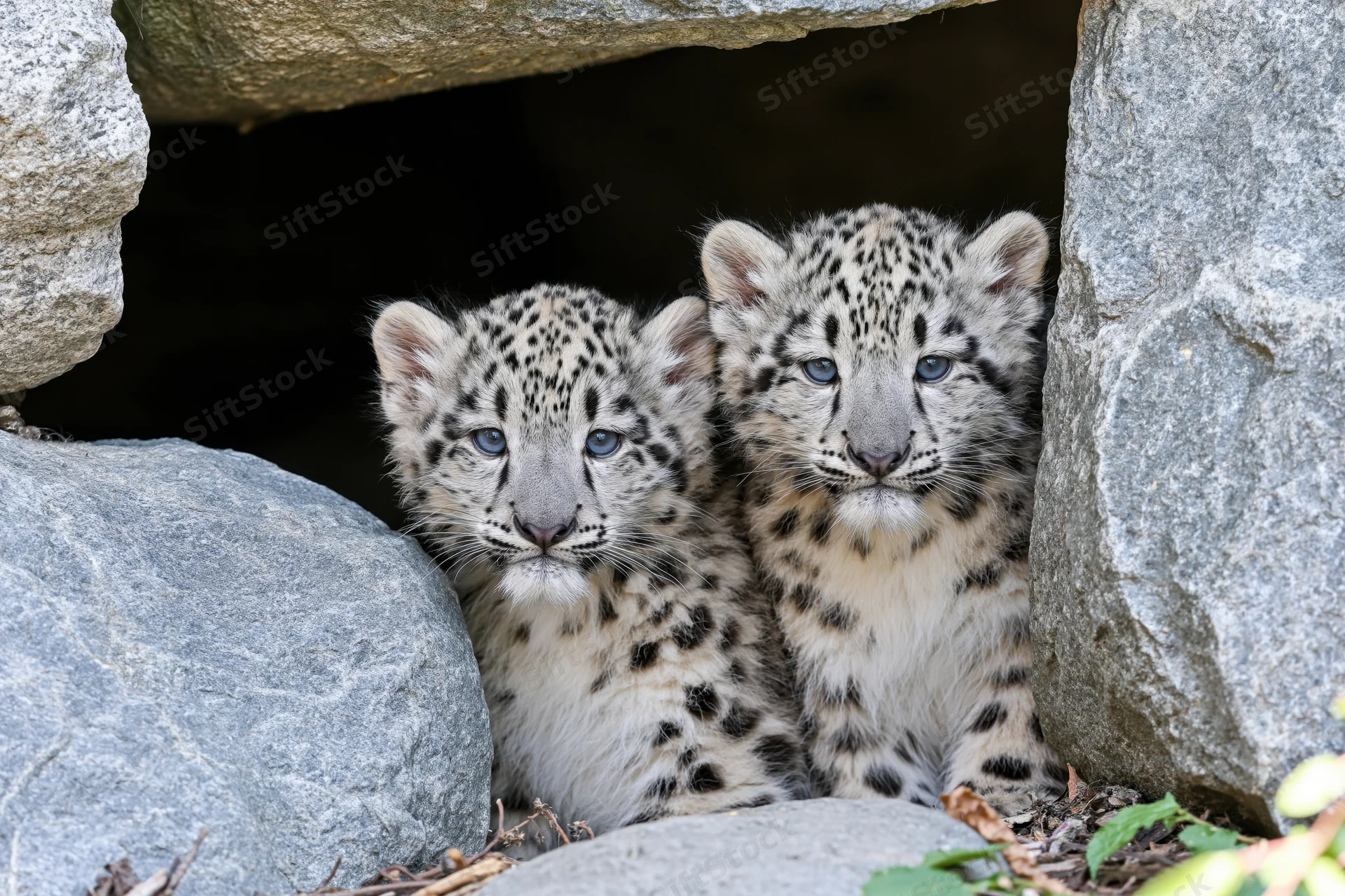 Two snow leopard cubs peeking from a rocky den in a natural habitat