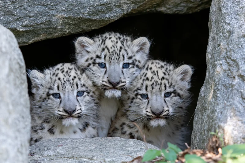 Three snow leopard cubs peeking from a rocky den opening
