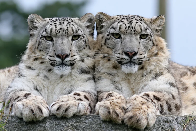 Two snow leopards resting side by side on a flat grey rock