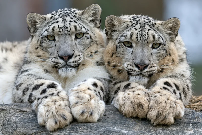 Two snow leopards resting side by side on a flat grey rock