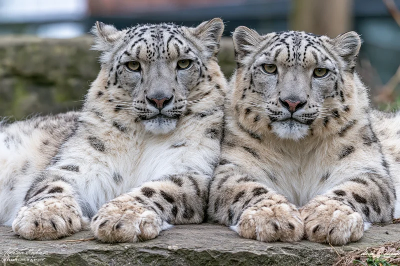 Two snow leopards resting side by side on a flat grey rock
