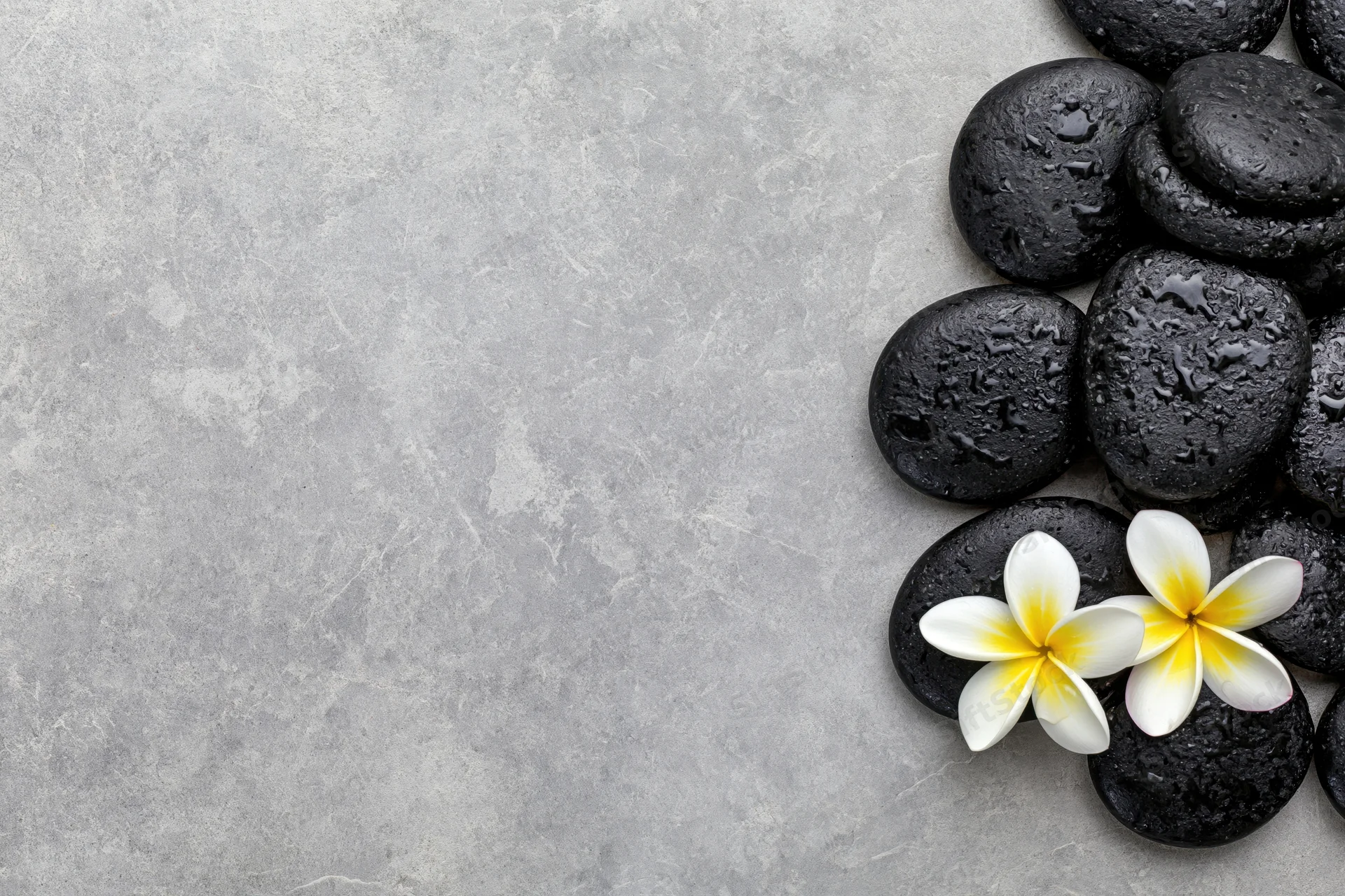 Wet black basalt stones with white plumeria flowers arranged on gray concrete surface