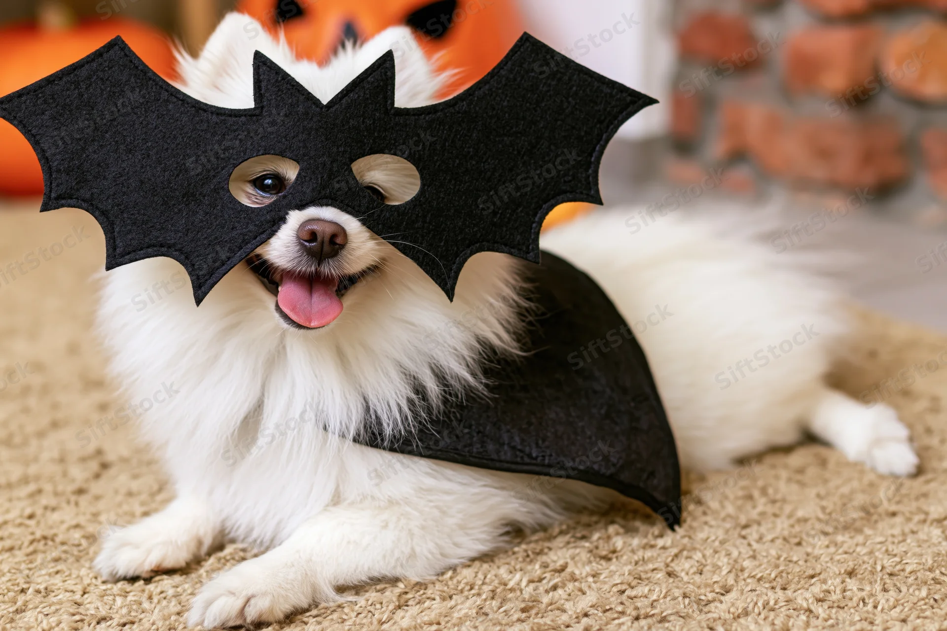 White pomeranian dog wearing bat mask and cape lying on tan carpet with halloween decorations in background