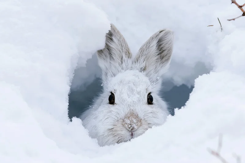 White snowshoe hare peeking from a snow burrow in winter forest