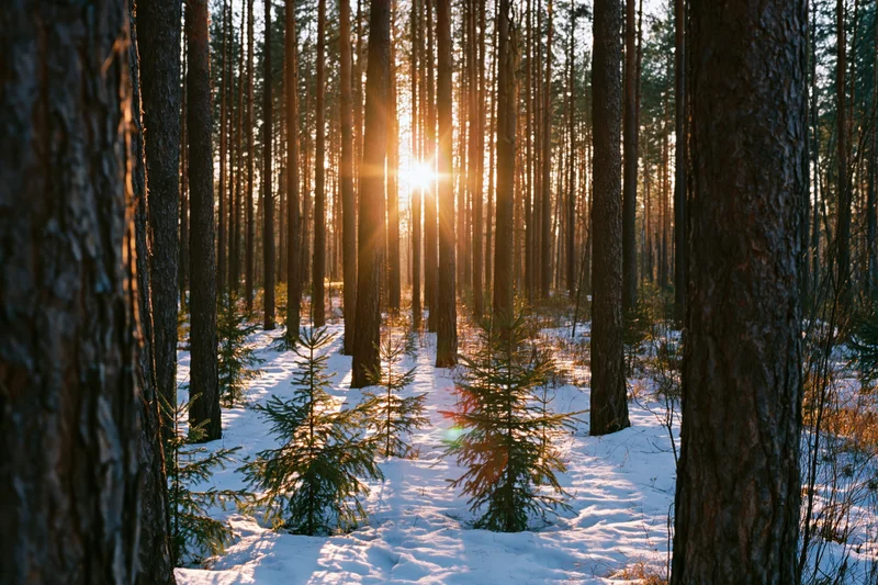 Sunlight filtering through tall pine trees in a snowy forest interior