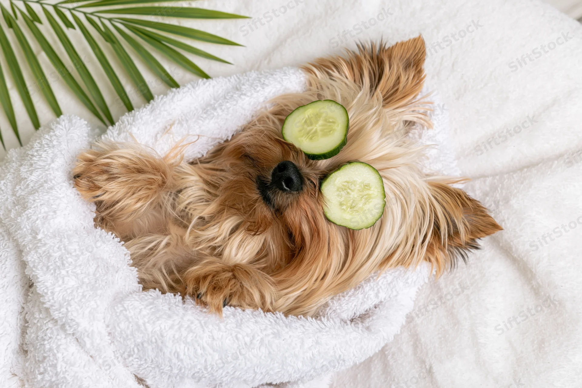 Yorkshireterrier lying on white towel with cucumber slices on eyes