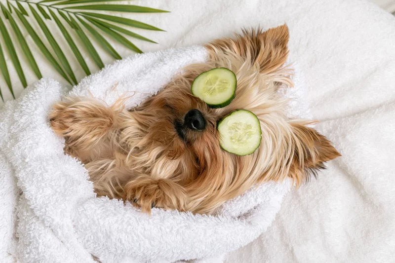 Yorkshireterrier lying on white towel with cucumber slices on eyes