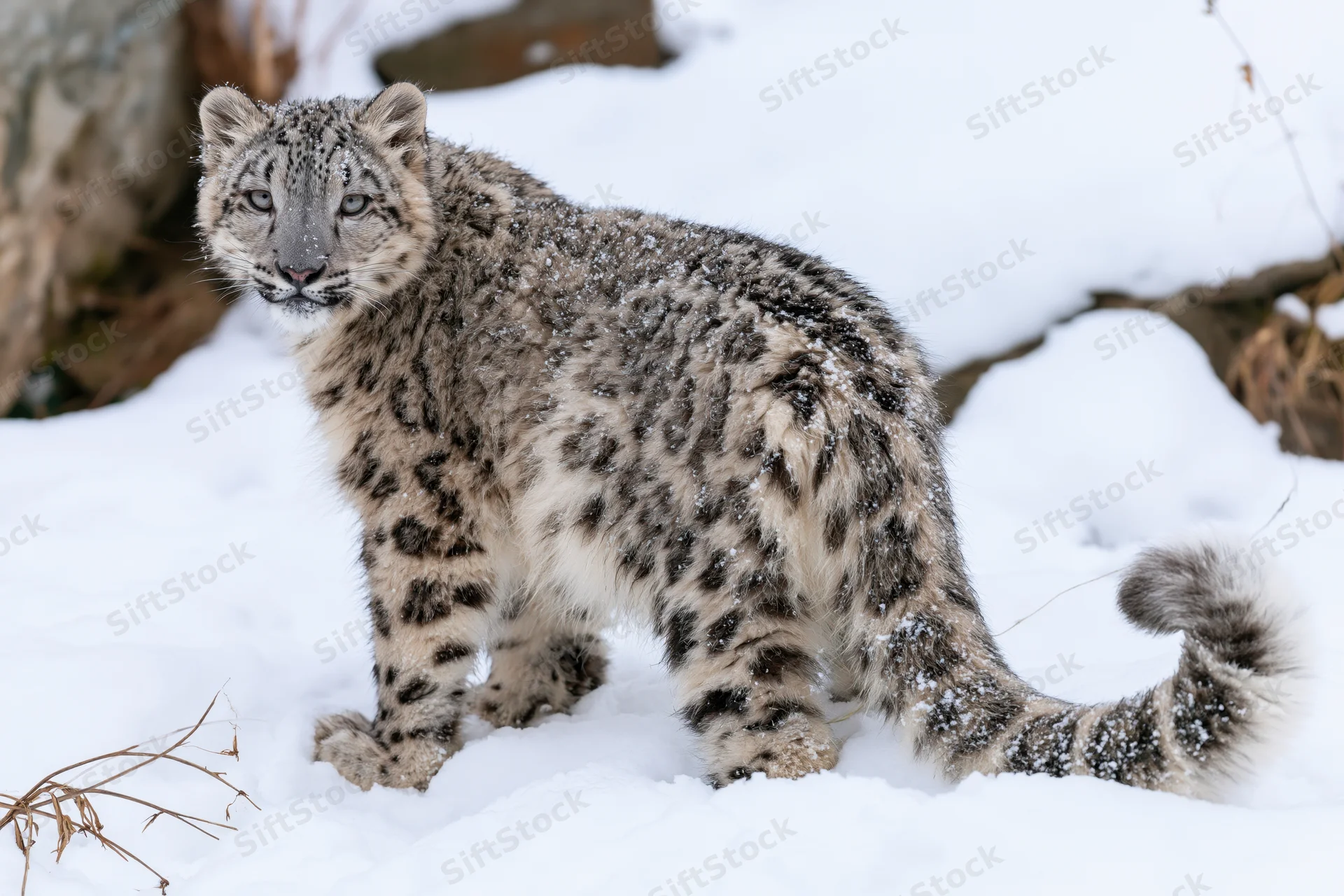 Young snow leopard standing in deep snow turning its head back