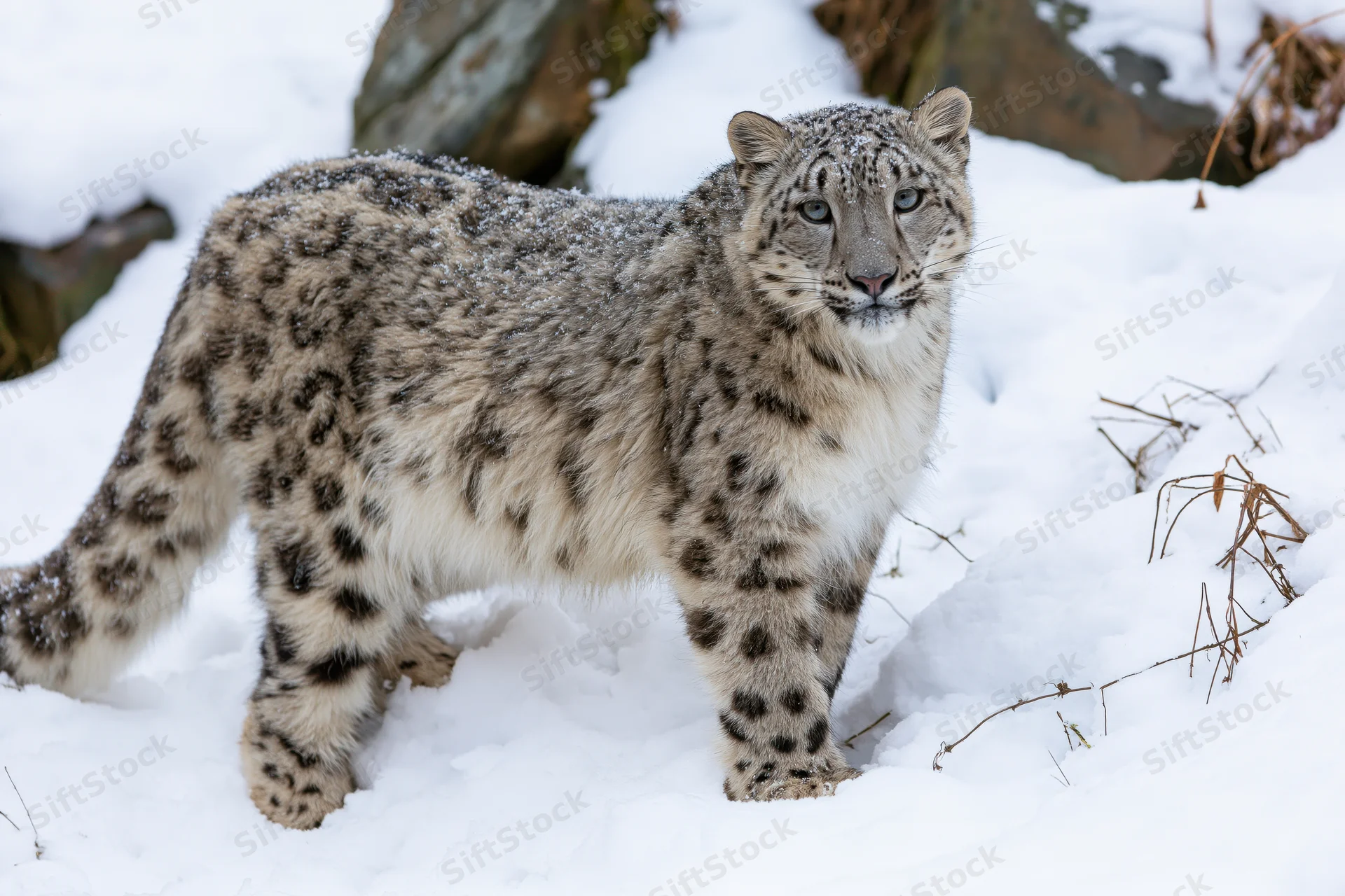 Snow leopard standing in deep snow turning its head toward the camera
