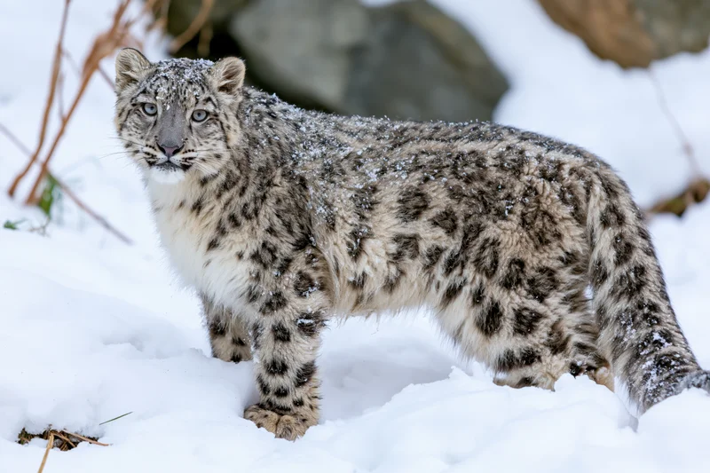 Young snow leopard standing in deep snow turning its head back