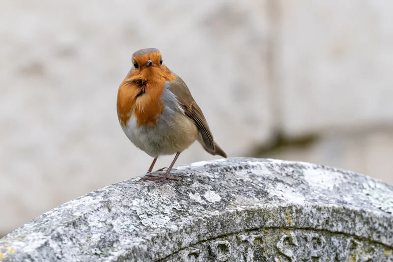 European robin perched alert on curved top of weathered gravestone in cemetery