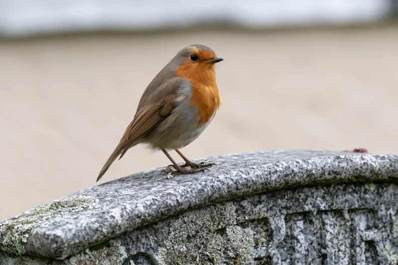 European robin perched alert on curved stone gravestone edge in cemetery