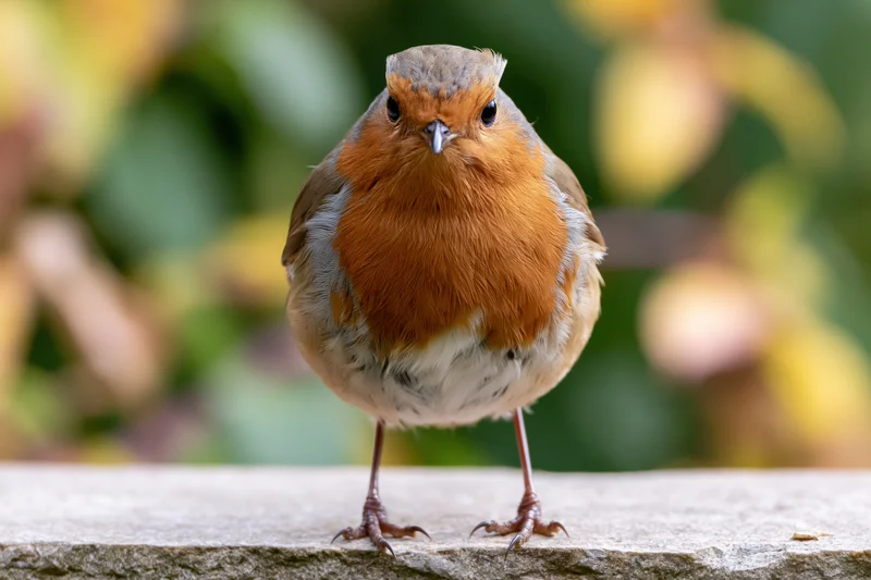 European robin perched on stone ledge facing forward in garden setting