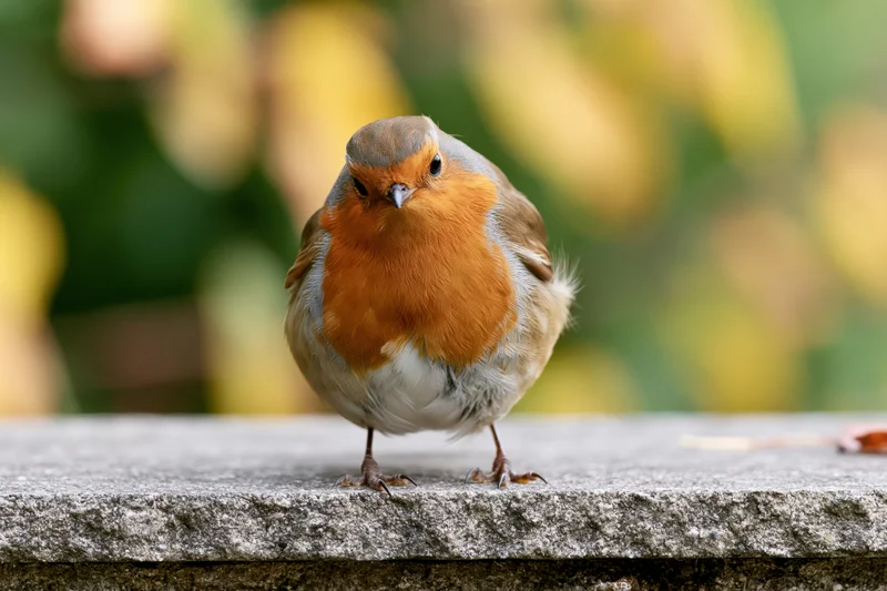 European robin perched on stone ledge facing forward in garden setting