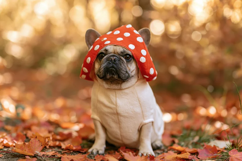 Fawn french bulldog wearing mushroom costume sitting among autumn leaves in forest