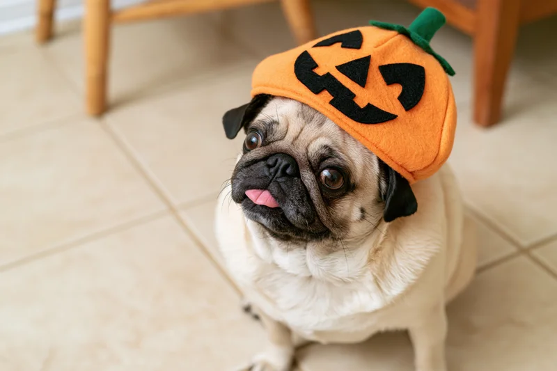 Fawn pug wearing orange pumpkin hat sitting on light tile floor with tongue out