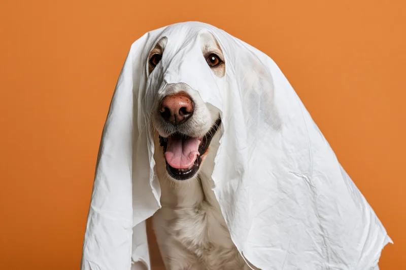 Dog wearing white ghost costume sheet against orange background, smiling with tongue out