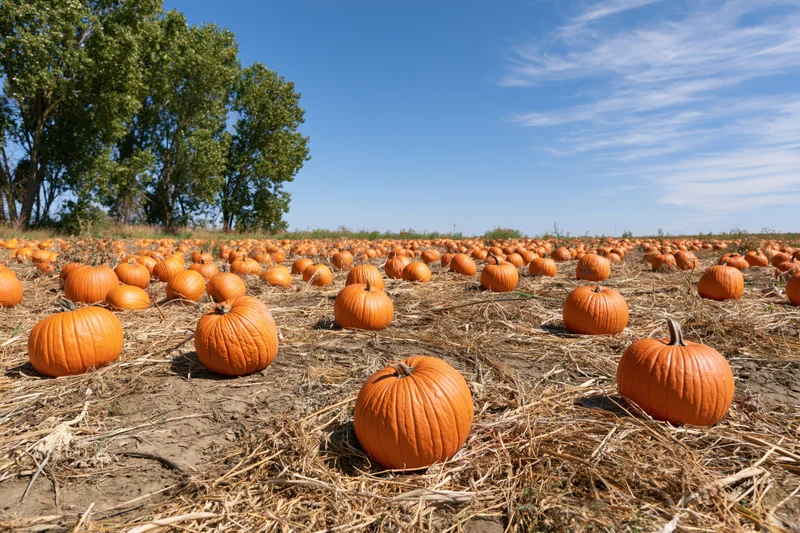 Pumpkin field stretching to the horizon under a blue sky with scattered clouds