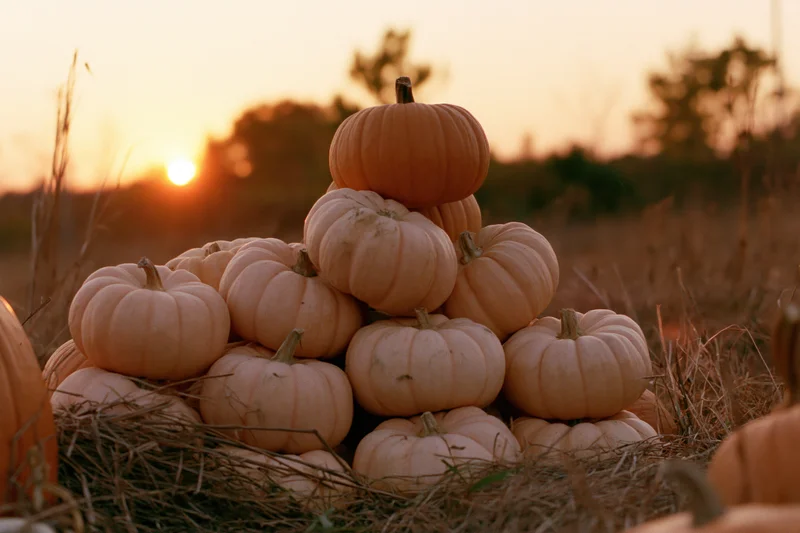 Pile of pale orange pumpkins stacked on hay in a field at sunset