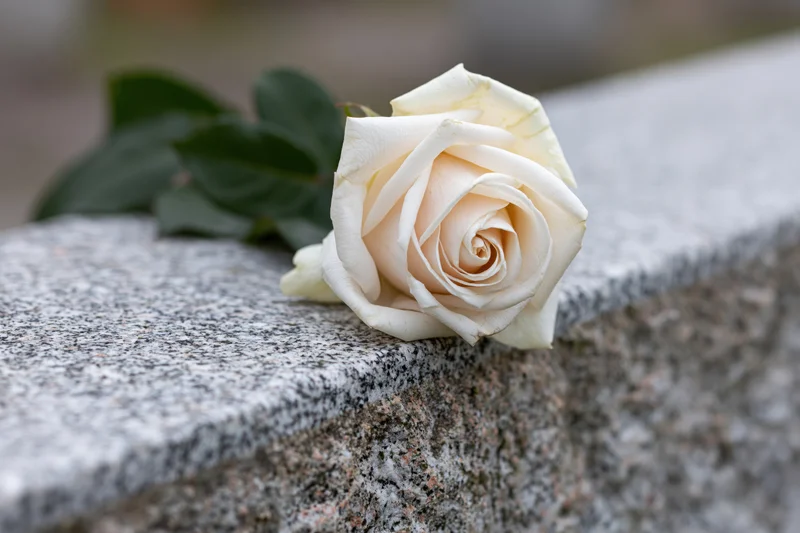 A white rose resting on the edge of a granite tombstone in a cemetery