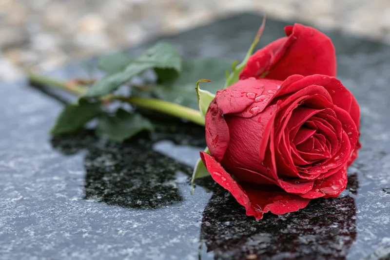 Red rose with water droplets lying on wet stone surface