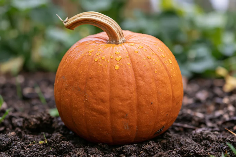 Round orange pumpkin with water droplets resting on soil in a garden