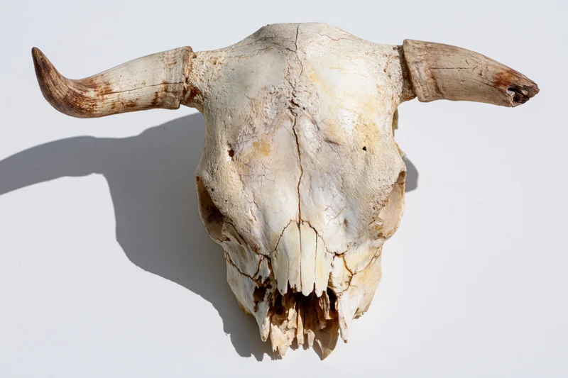 Weathered cow skull with curved horns resting flat on a white surface