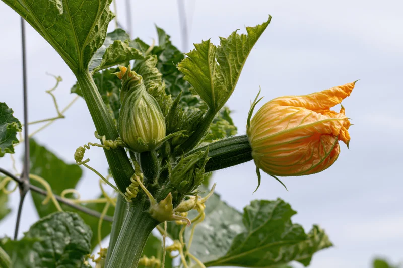 Squash plant with orange blossom and green fruit growing on vine against sky