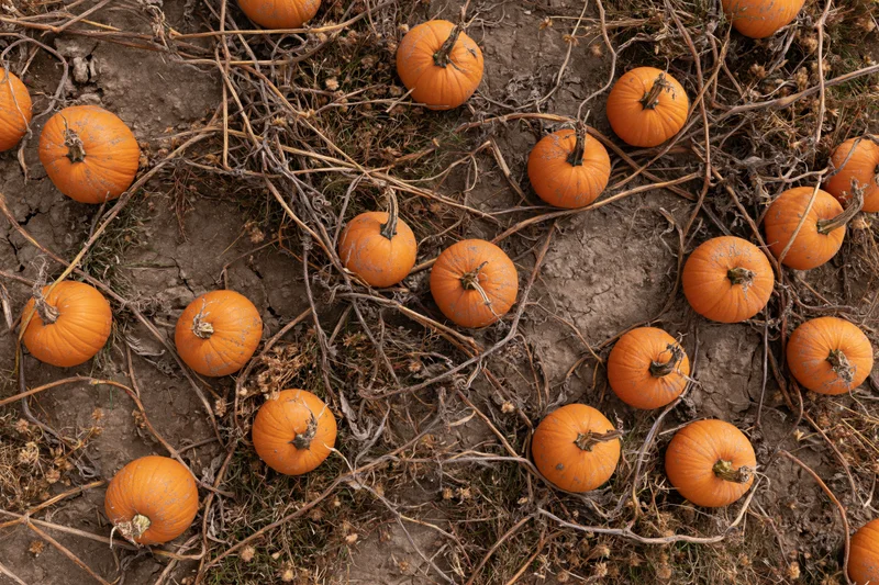 Aerial top-down view of pumpkins scattered across a dried vine field