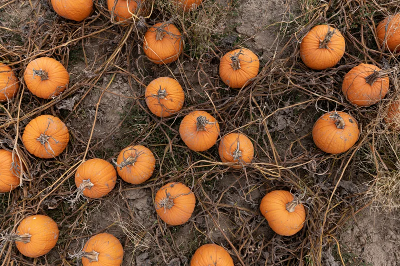 Aerial top-down view of pumpkins scattered across a dried vine field in autumn
