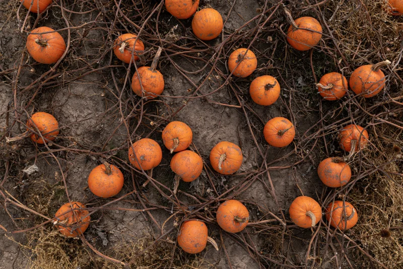 Top-down view of pumpkins scattered on soil among dried vines in a farm field