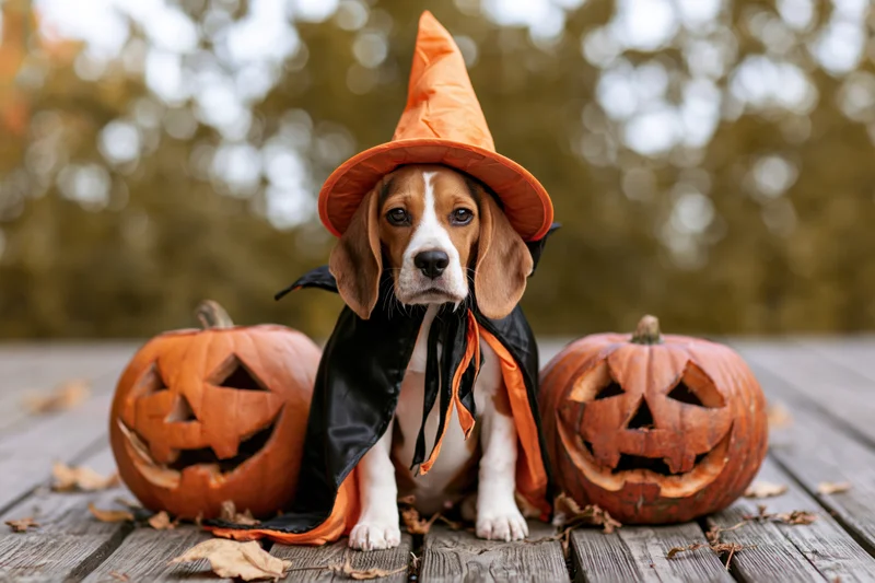 Beagle puppy in witch costume sitting between two carved pumpkins on wooden deck