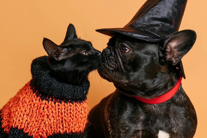 Black cat in orange sweater touching nose with black french bulldog wearing witch hat in studio