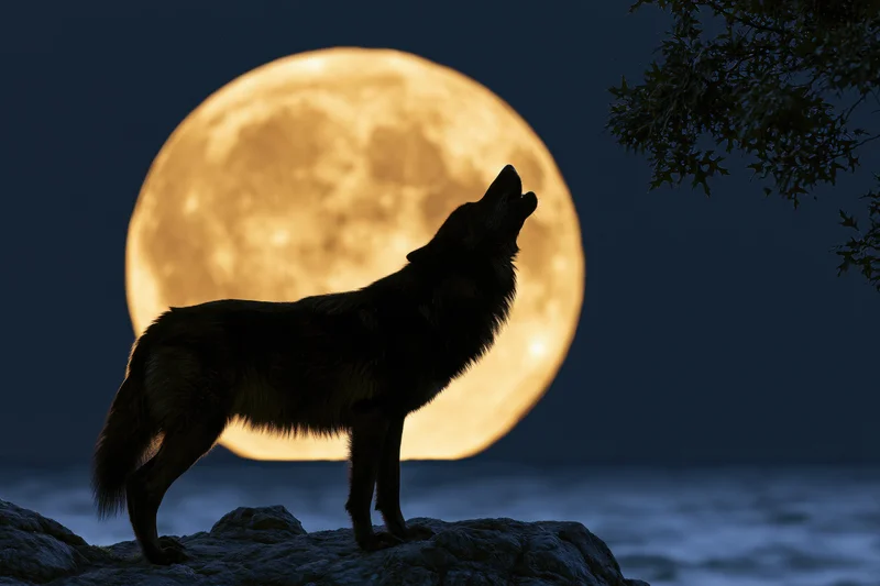 Black wolf howling on rocky coastal ledge at night with full moon behind
