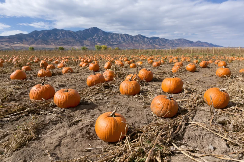 Pumpkins scattered across a dry field with mountains in the background