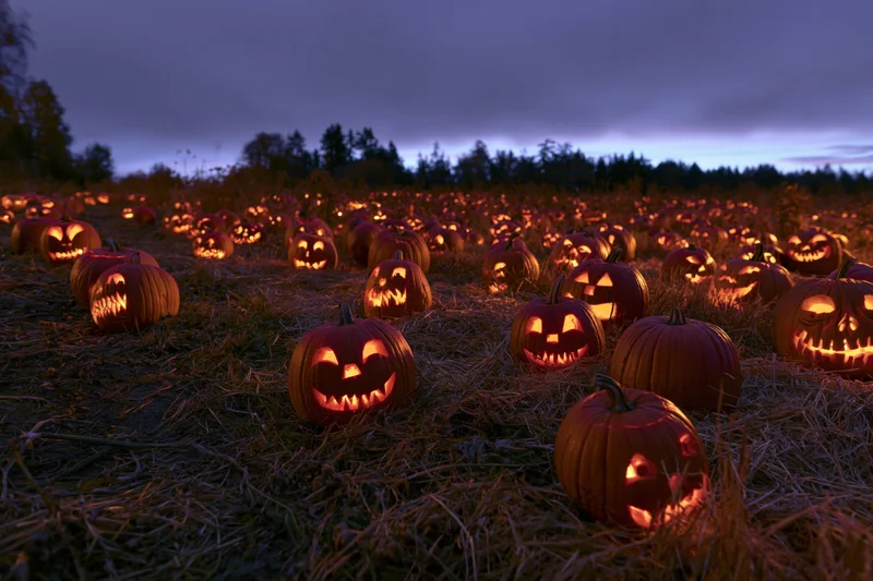 Dozens of carved jack-o-lanterns glowing in a hay-filled field at dusk