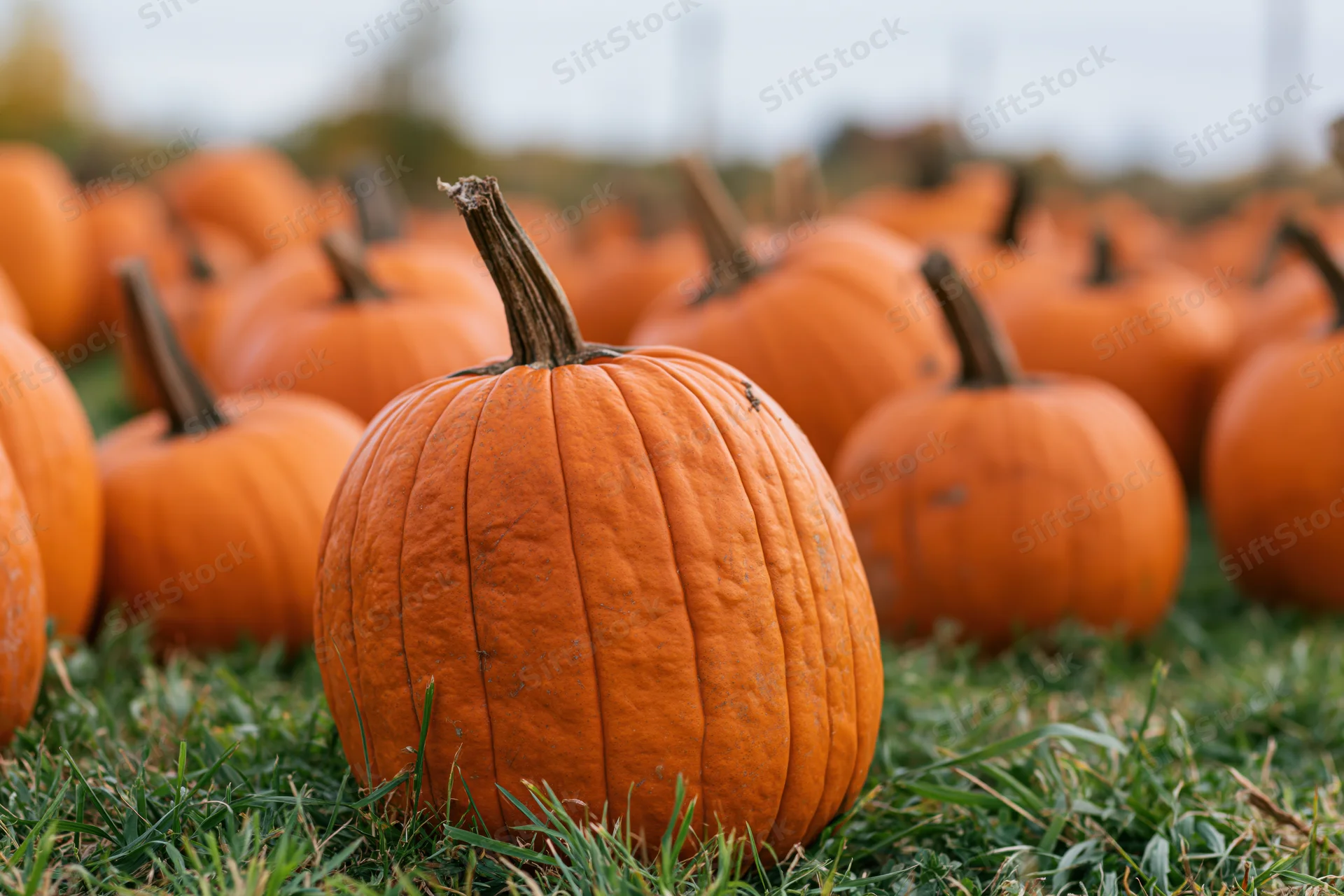 Ripe orange pumpkins scattered across a grassy field in autumn