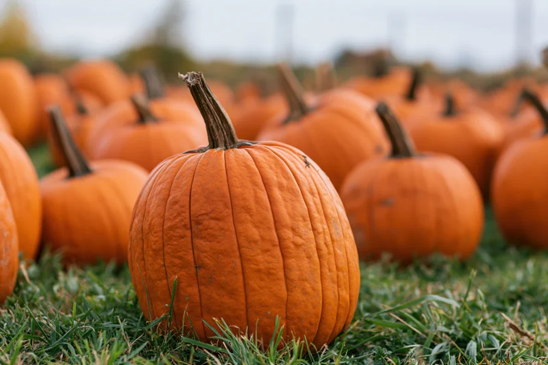 Ripe orange pumpkins scattered across a grassy field in autumn