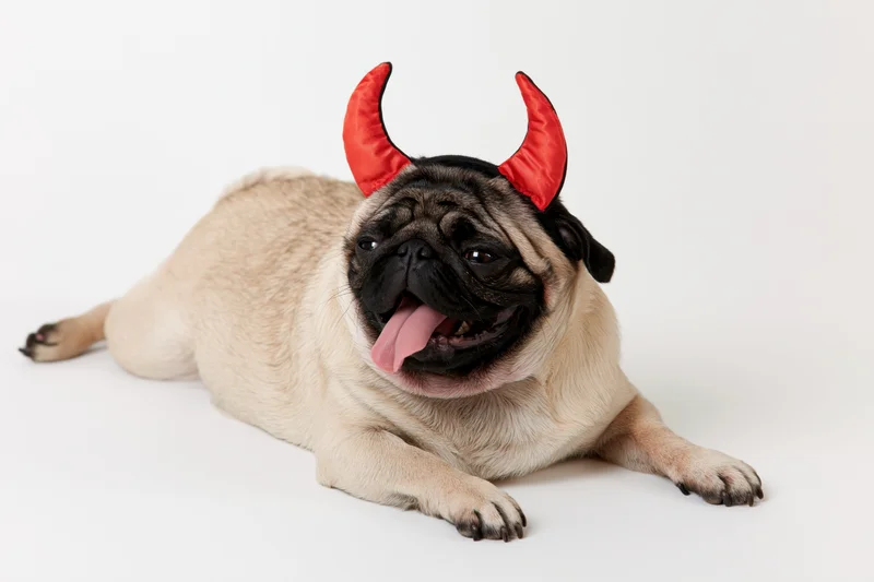 Fawn pug lying down with tongue out wearing red devil horns on white background