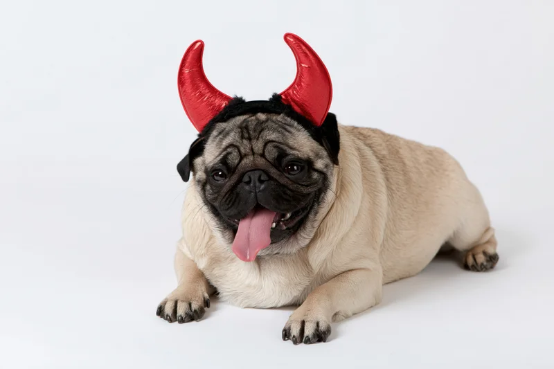 Fawn pug lying down with tongue out wearing red devil horns on white background