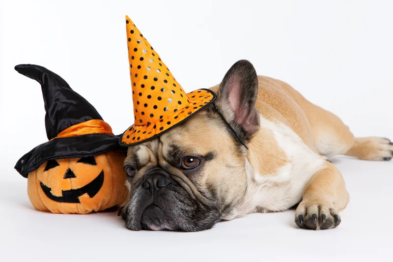 Frenchbulldog wearing orange polka-dot witch hat lying beside plush pumpkin on white background