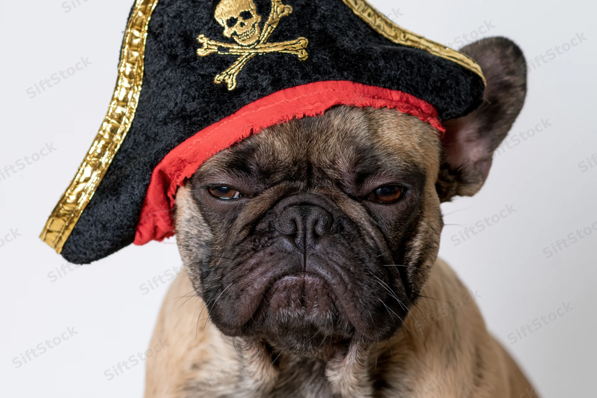 Frenchbulldog wearing pirate hat with skull emblem in studio setting