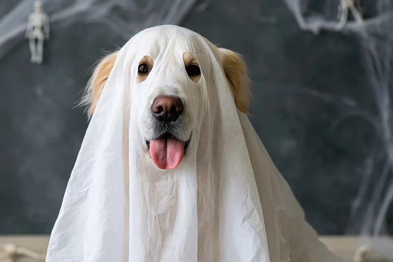 Golden retriever dog wearing white sheet ghost costume for halloween party indoors