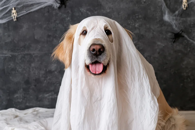 Golden retriever dog wearing white sheet ghost costume for halloween against dark background