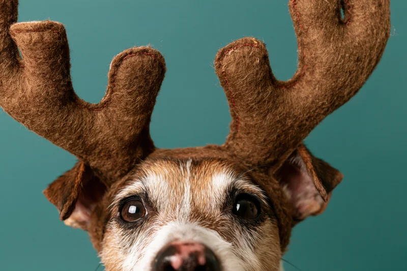Jack russell terrier wearing felt reindeer antlers against teal background