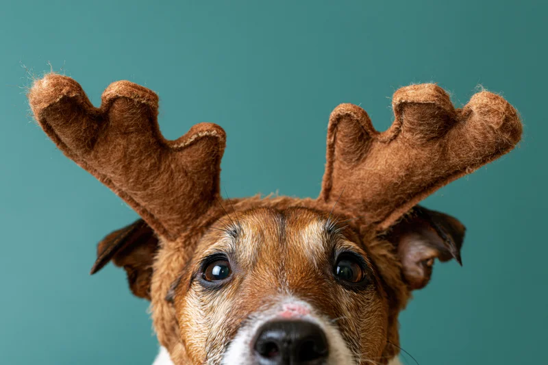 Jack russell terrier wearing reindeer antlers looking up against teal background